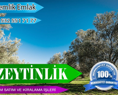 Zeytinlik Alım Satım Kiralama