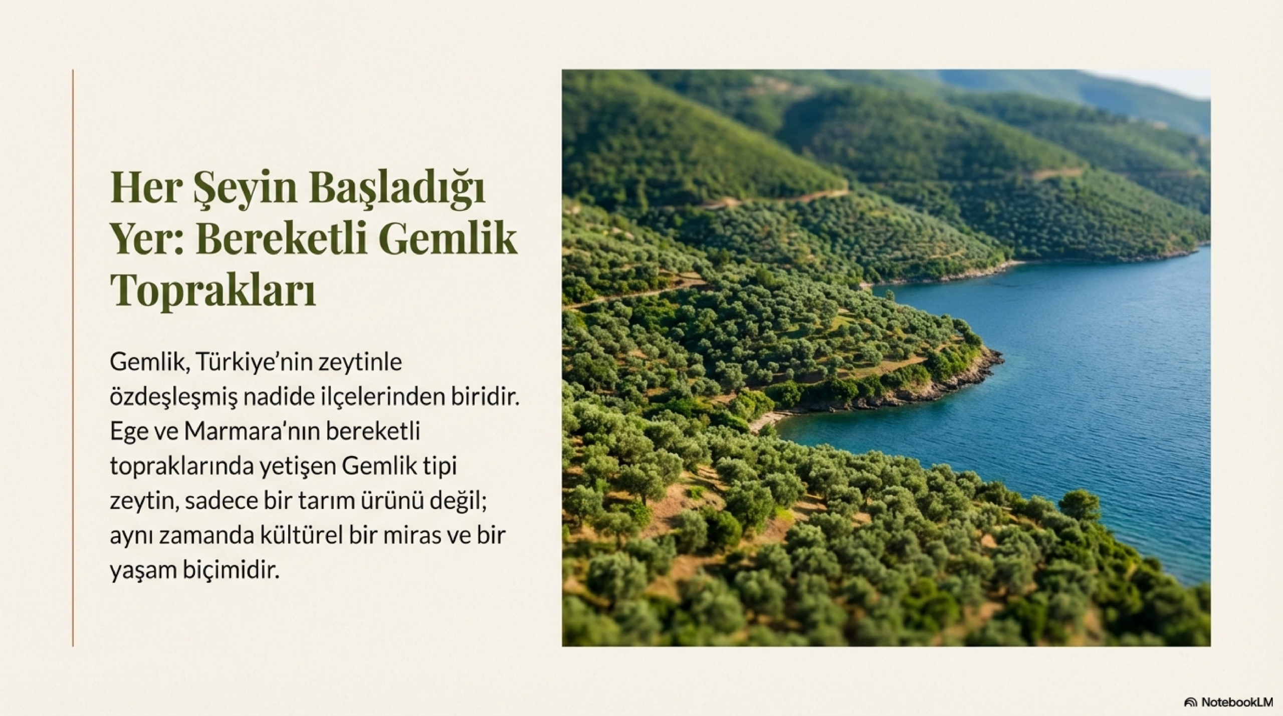 Gemlik_Olive_Legacy_From_Soil_To_Table_page-0002