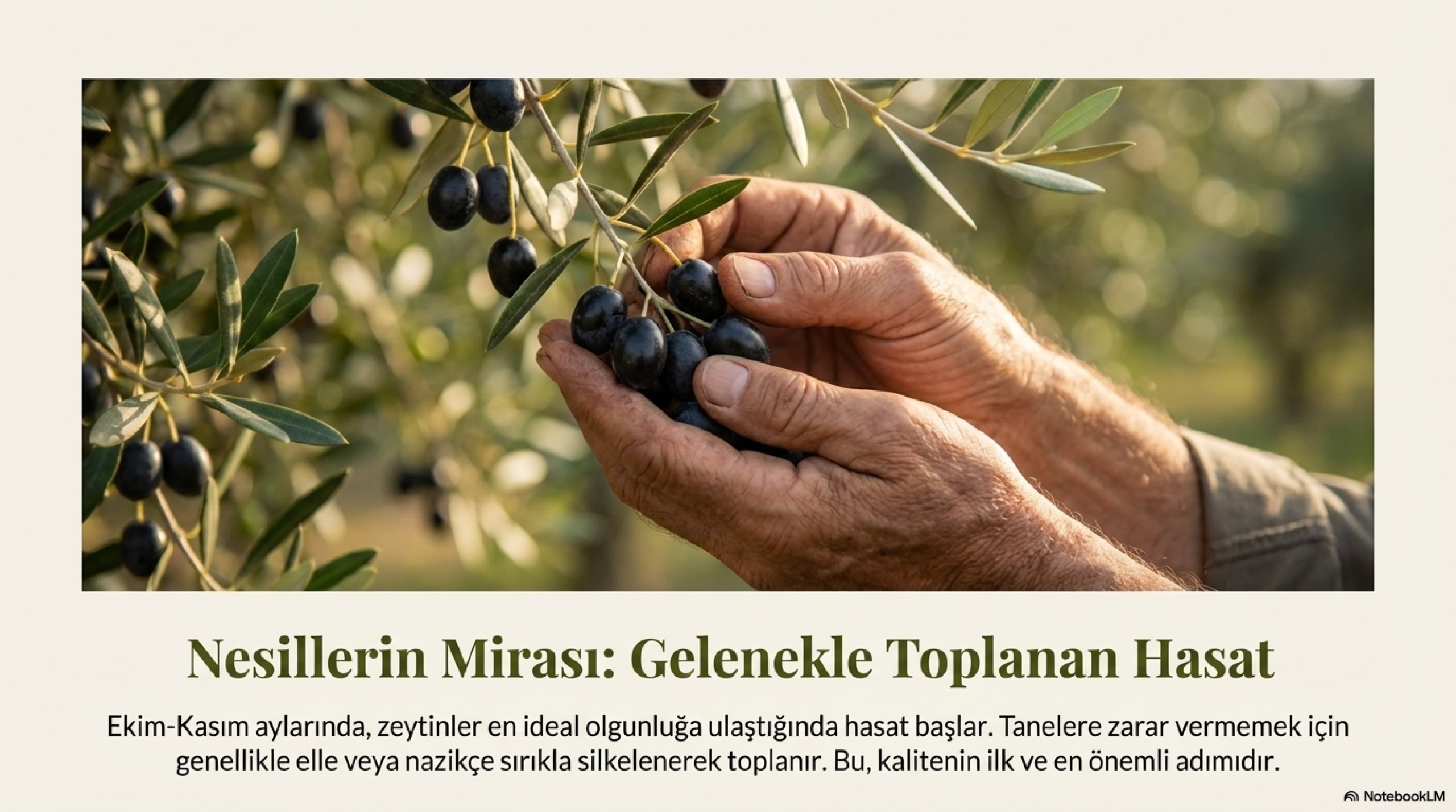 Gemlik_Olive_Legacy_From_Soil_To_Table_page-0004