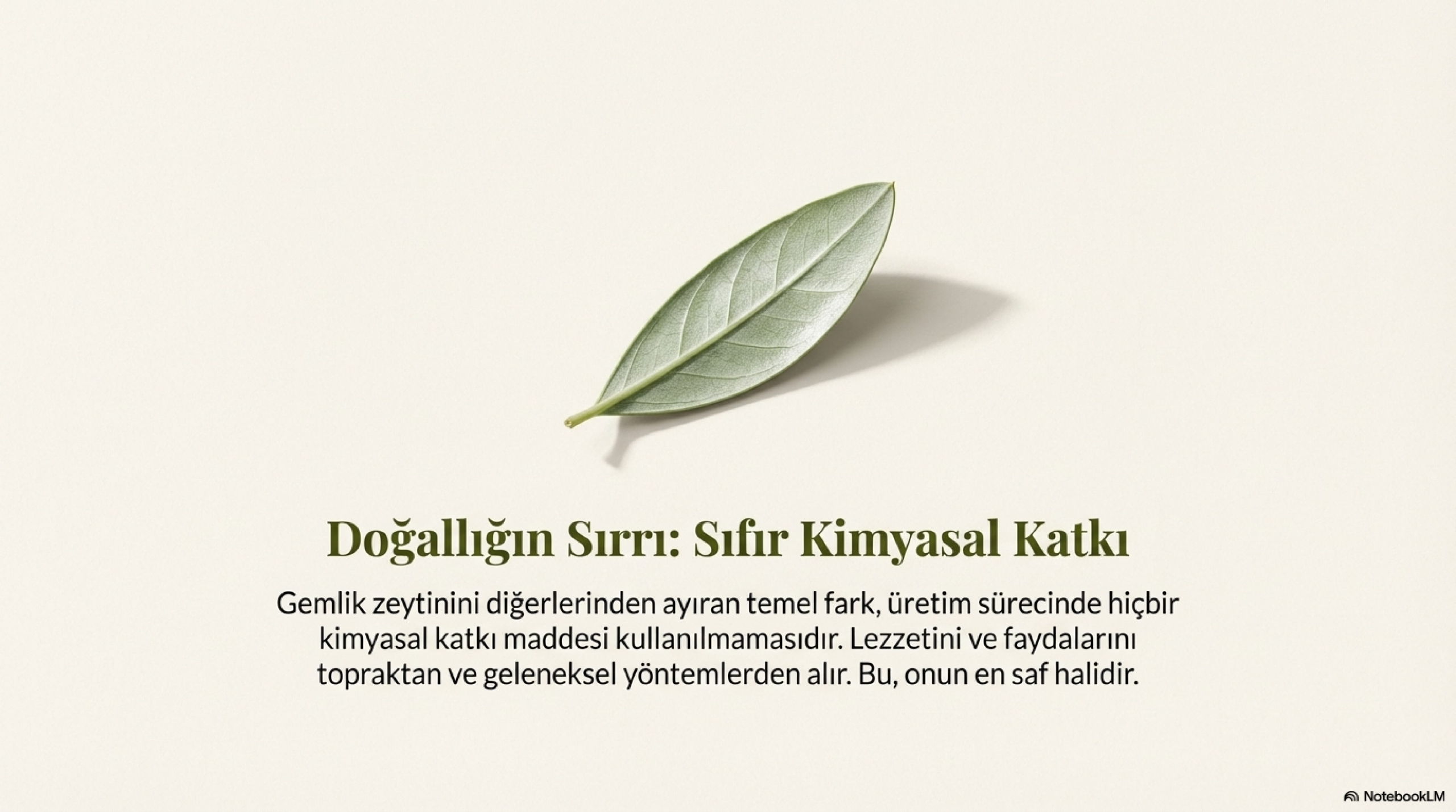 Gemlik_Olive_Legacy_From_Soil_To_Table_page-0006